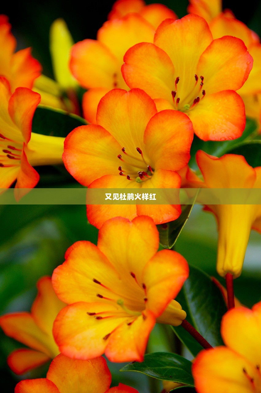 又见杜鹃火样红