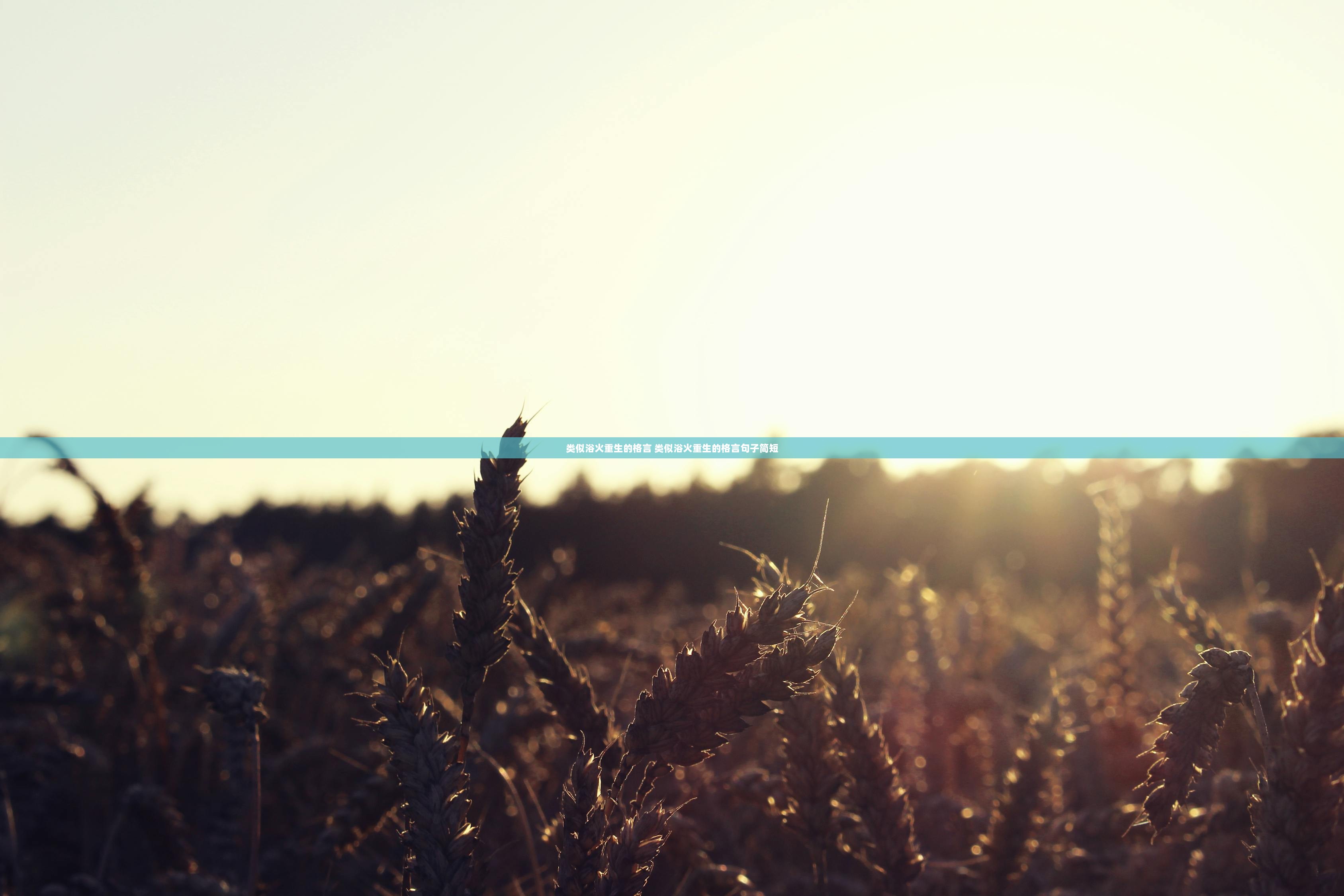 类似浴火重生的格言 类似浴火重生的格言句子简短