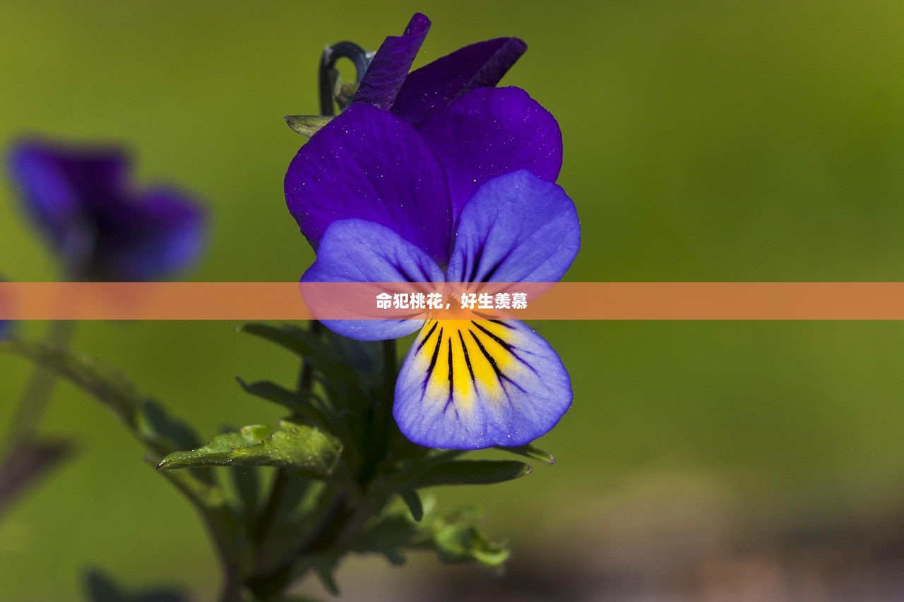 命犯桃花，好生羡慕  第1张