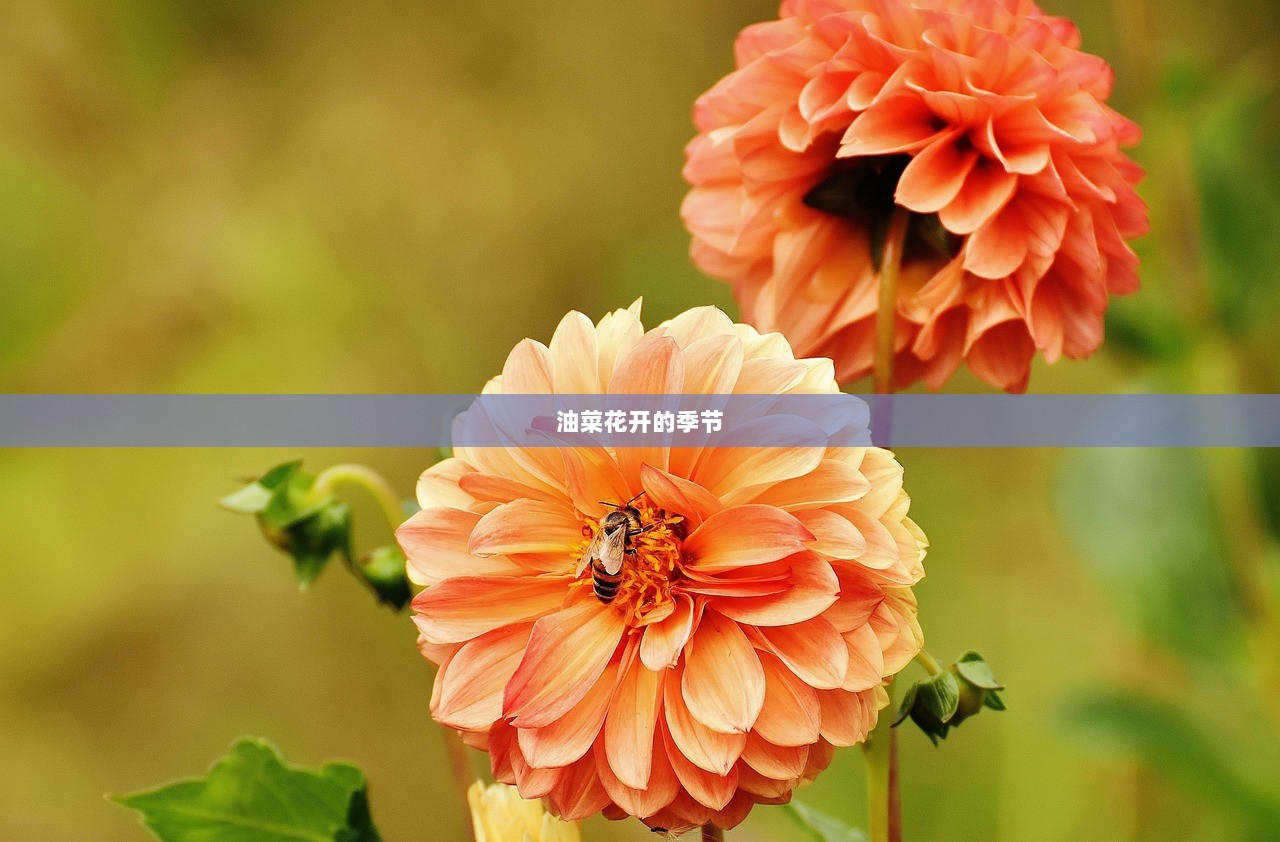 油菜花开的季节