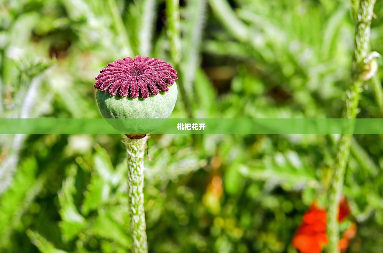 枇杷花开