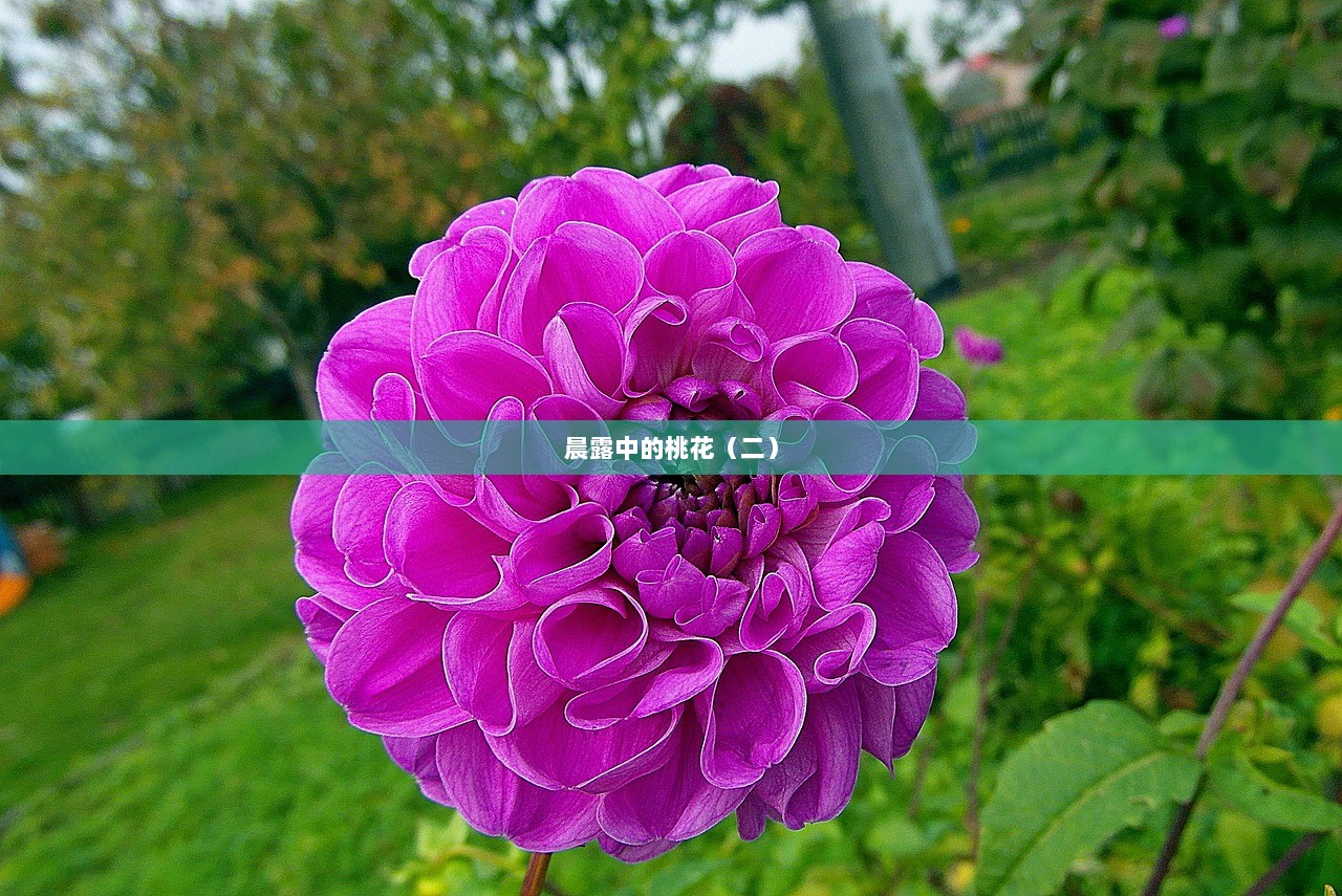 晨露中的桃花（二）