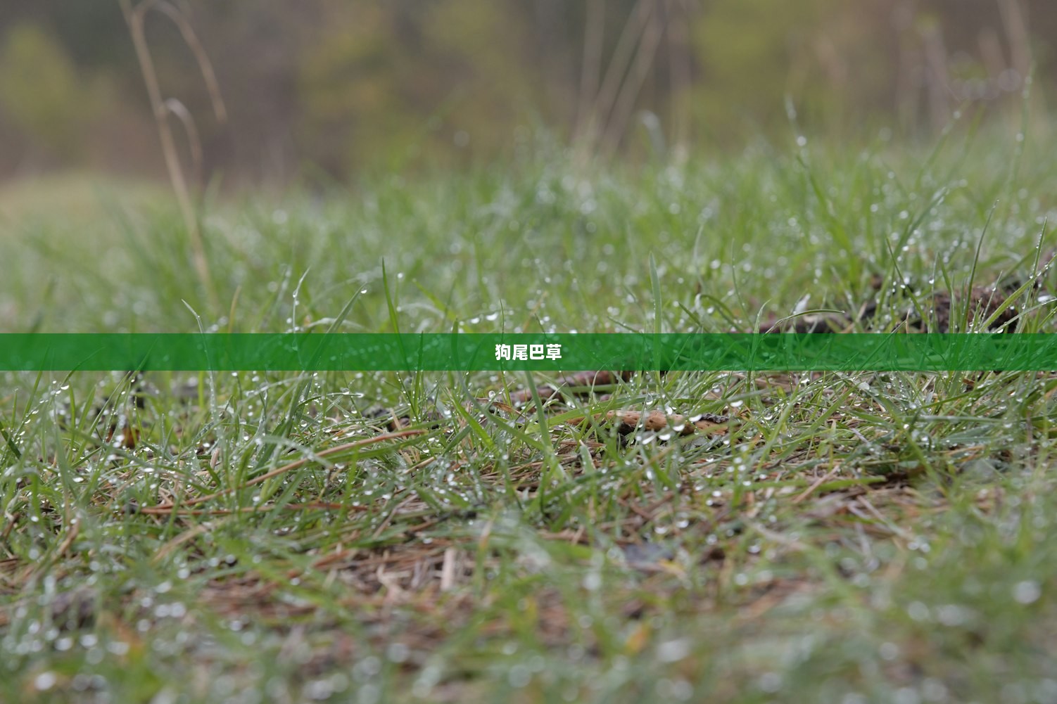 狗尾巴草  第1张