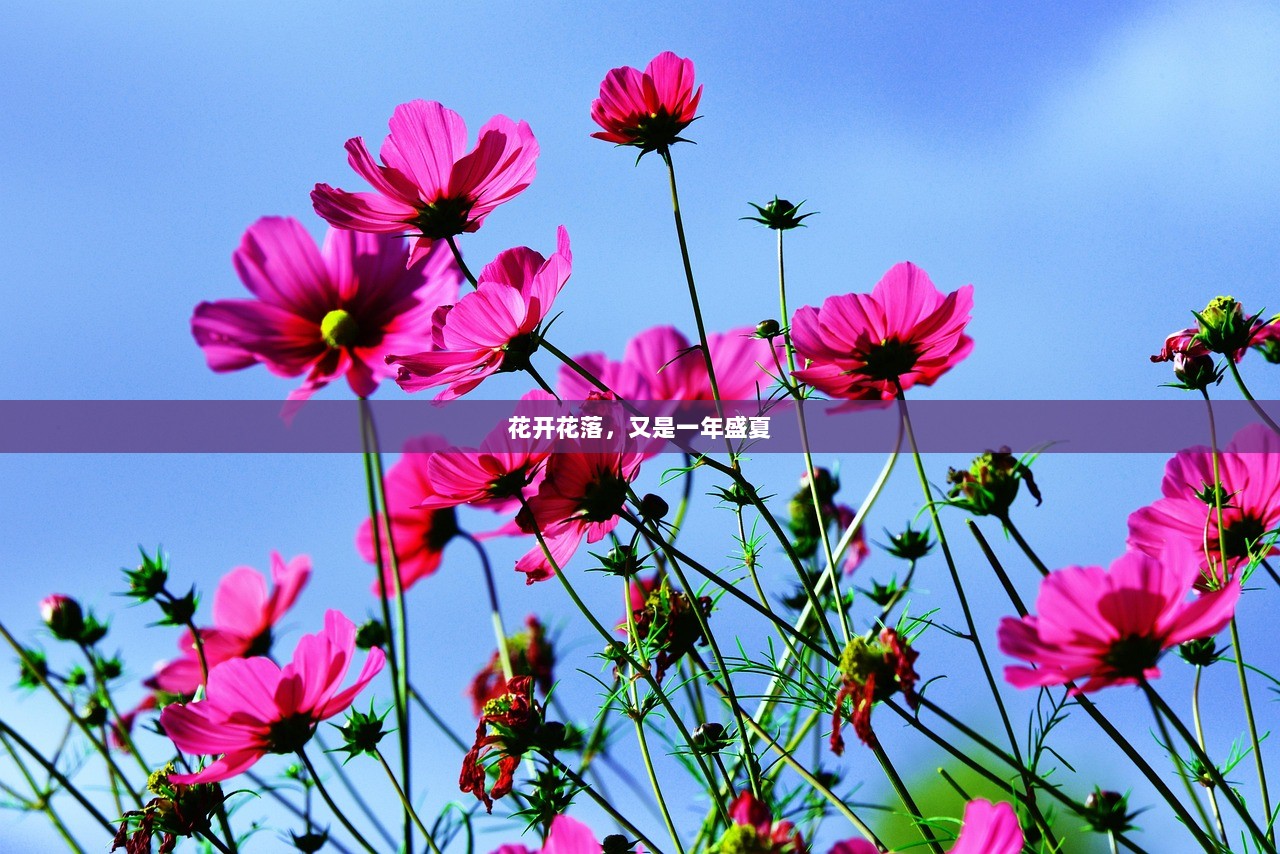 花开花落，又是一年盛夏