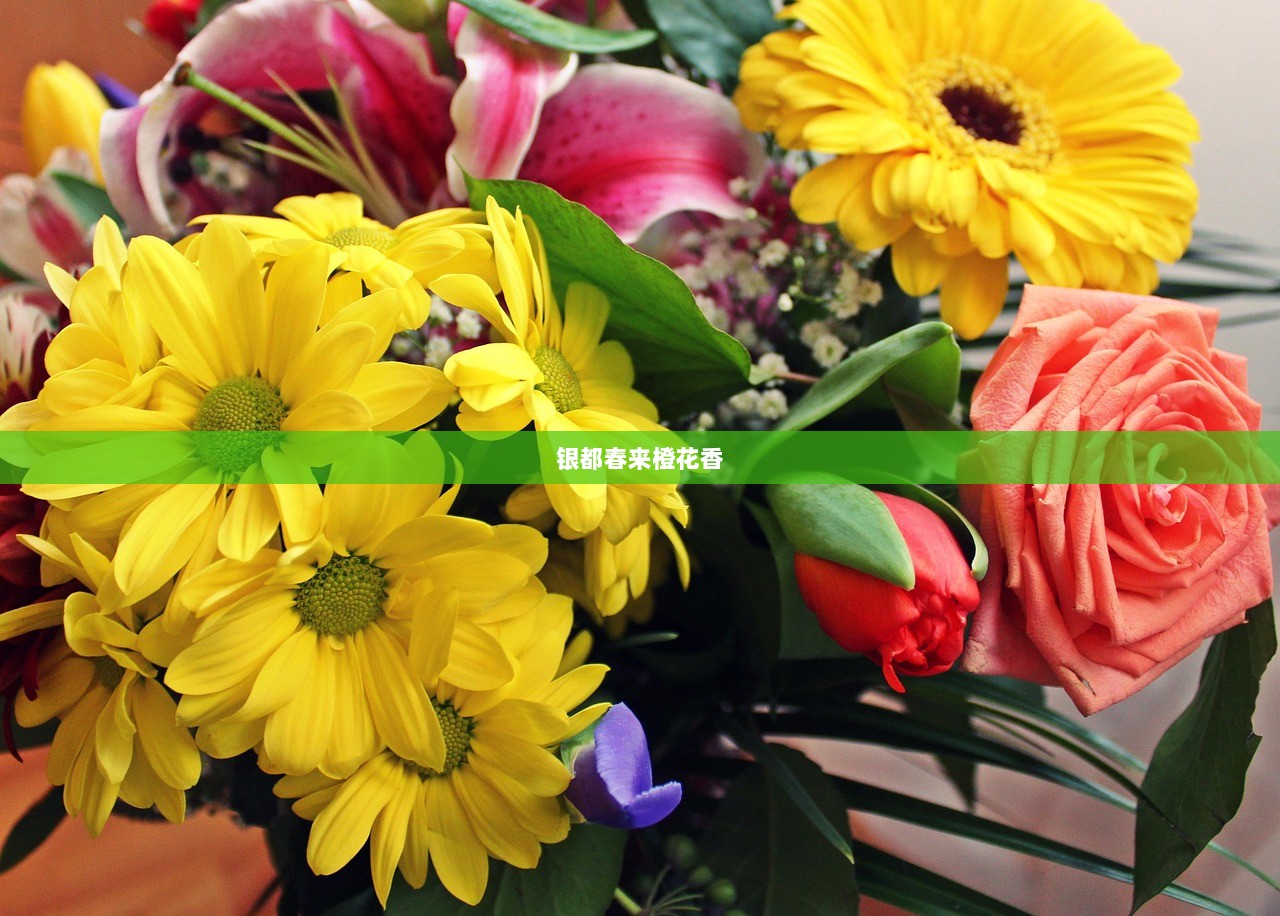 银都春来橙花香