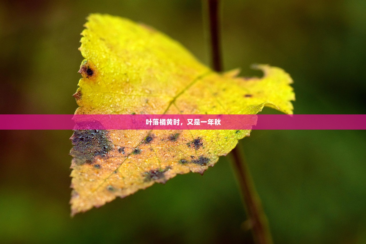 叶落橘黄时，又是一年秋