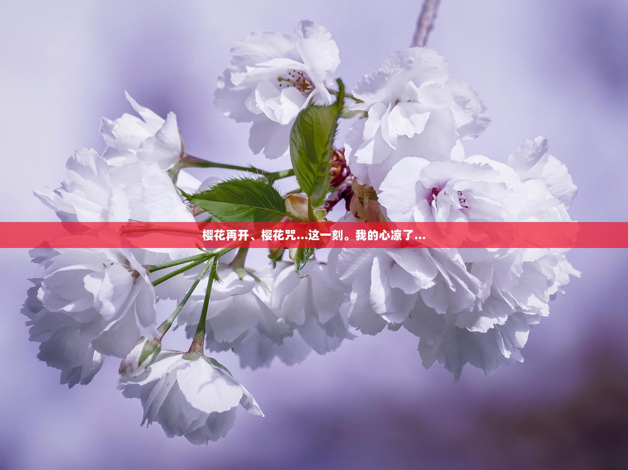 樱花再开、樱花咒…这一刻。我的心凉了…  第1张