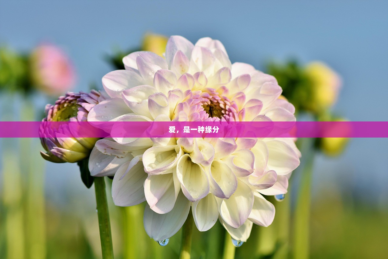 爱，是一种缘分