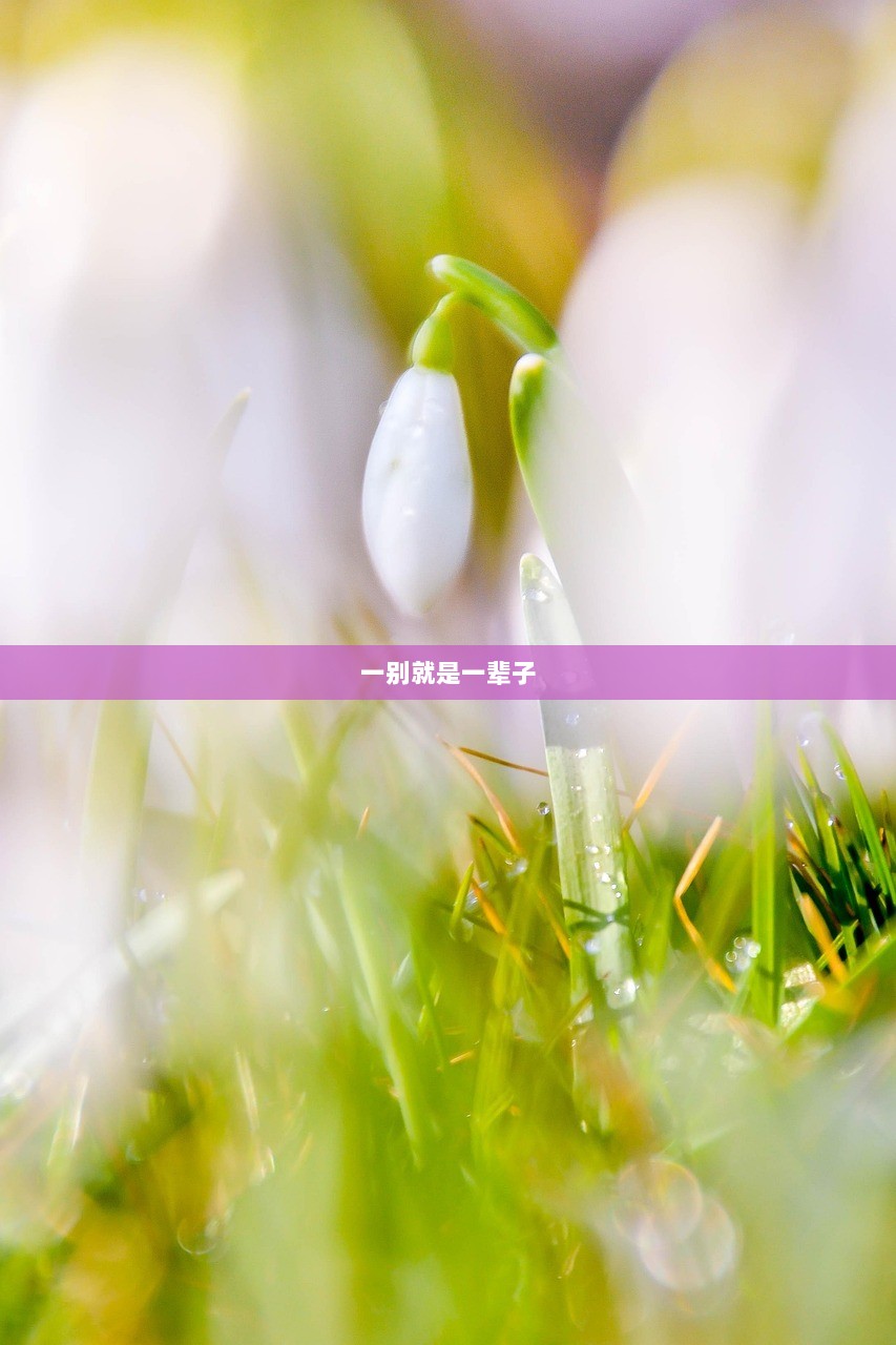 一别就是一辈子