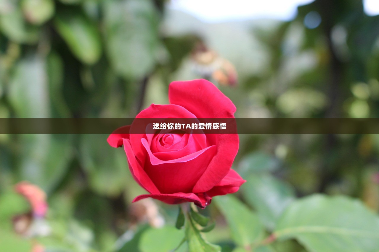 送给你的TA的爱情感悟