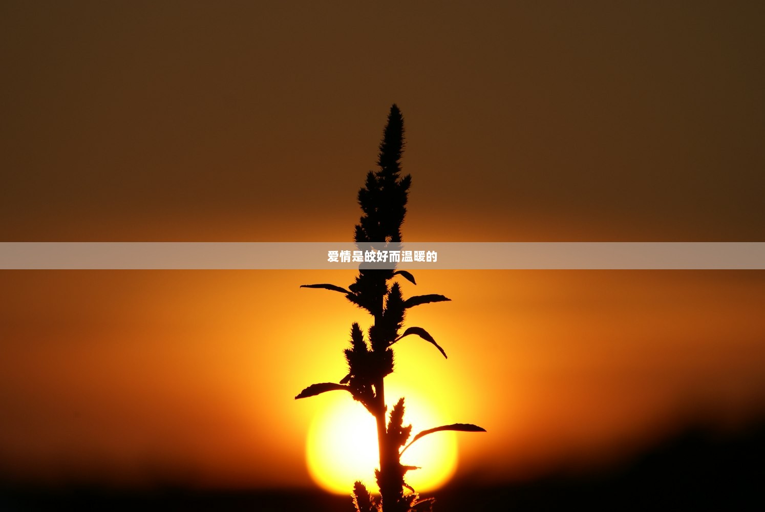 爱情是皎好而温暖的