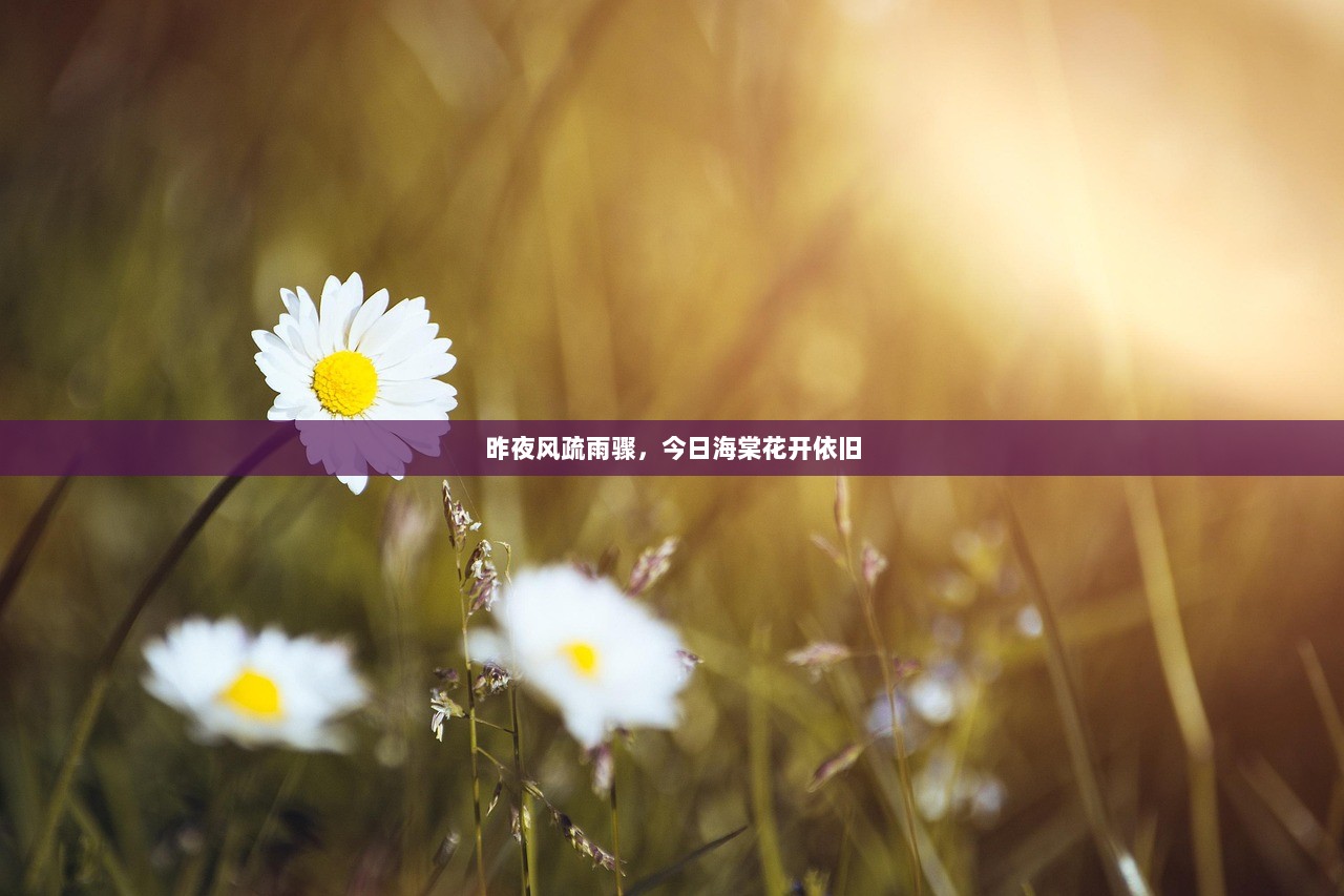 昨夜风疏雨骤，今日海棠花开依旧