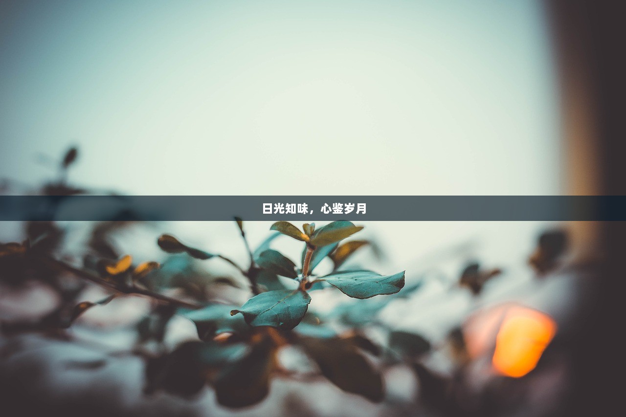 日光知味，心鉴岁月  第1张