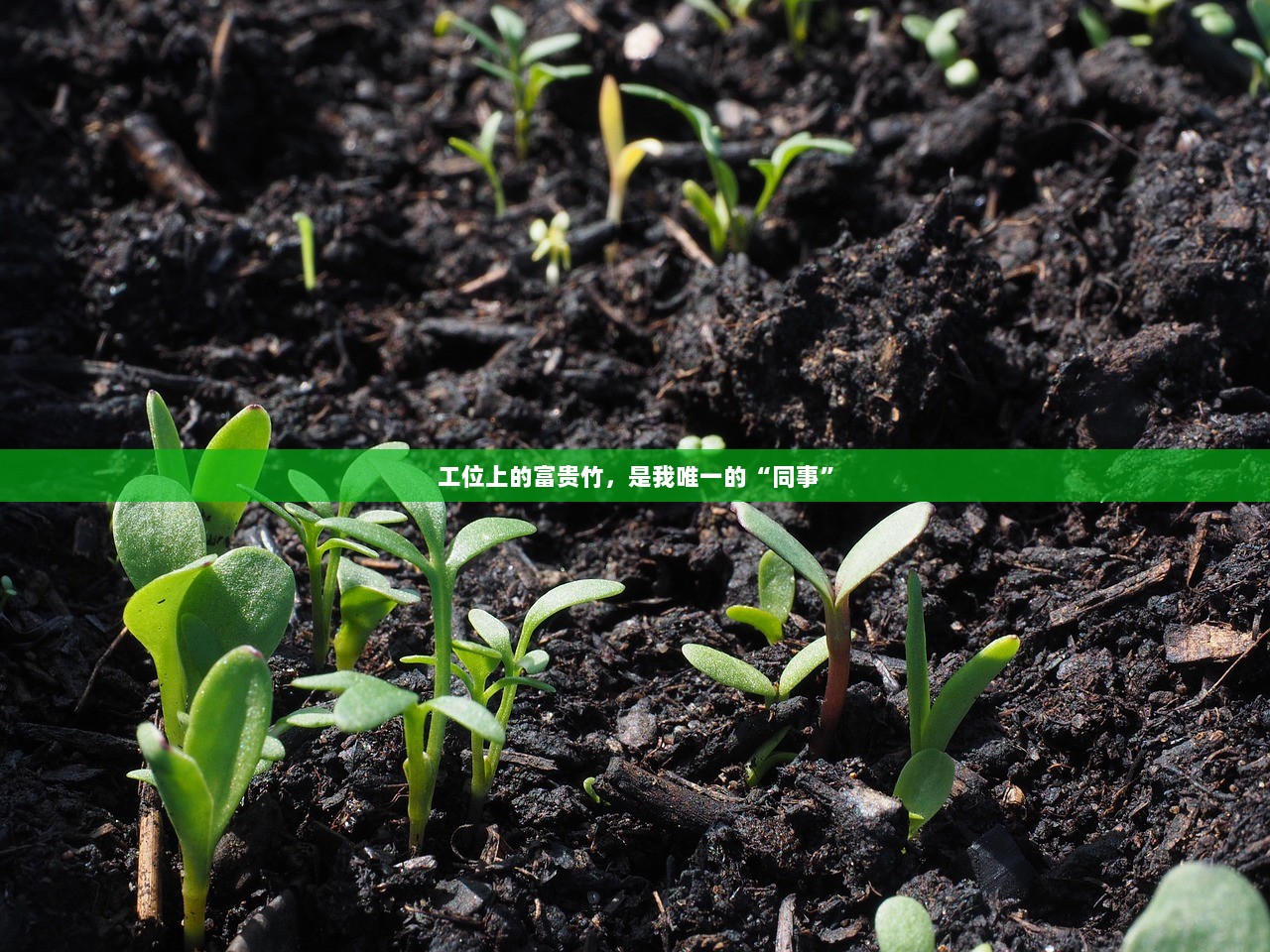 工位上的富贵竹，是我唯一的“同事”