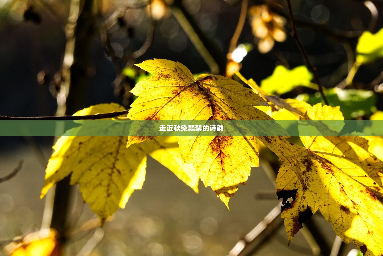 走近秋染飘絮的诗韵