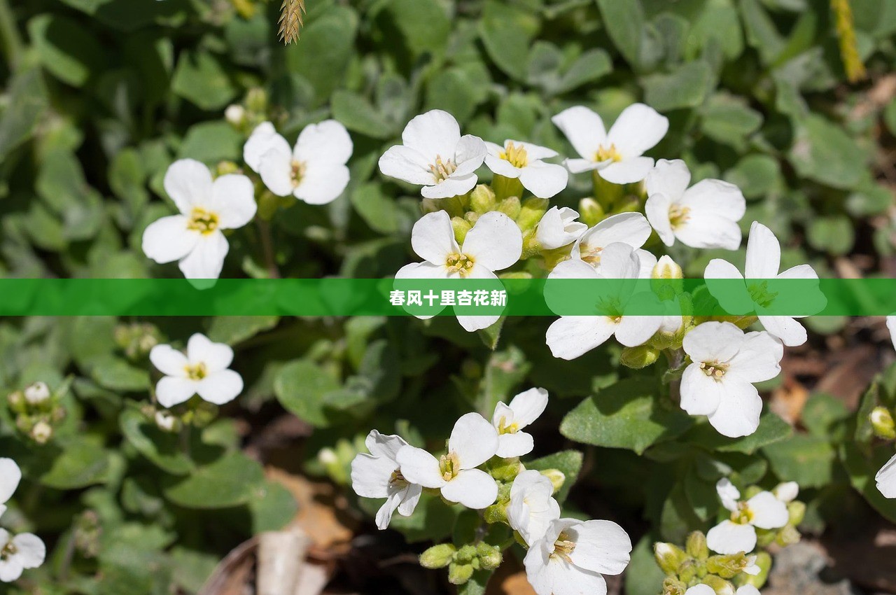 春风十里杏花新