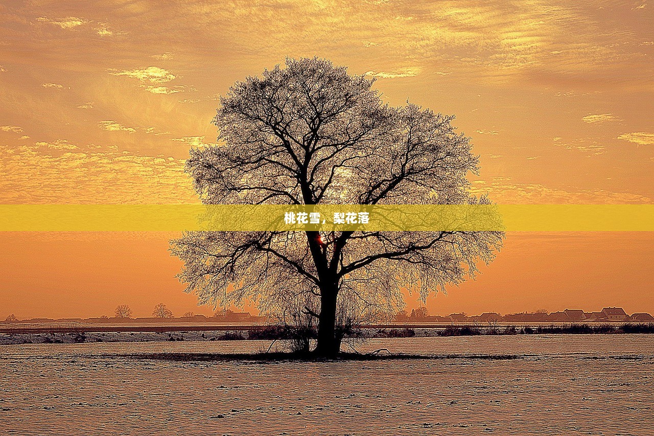 桃花雪，梨花落  第1张