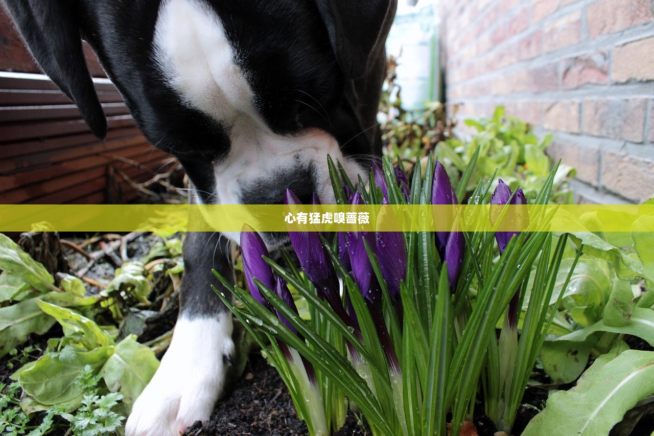 心有猛虎嗅蔷薇