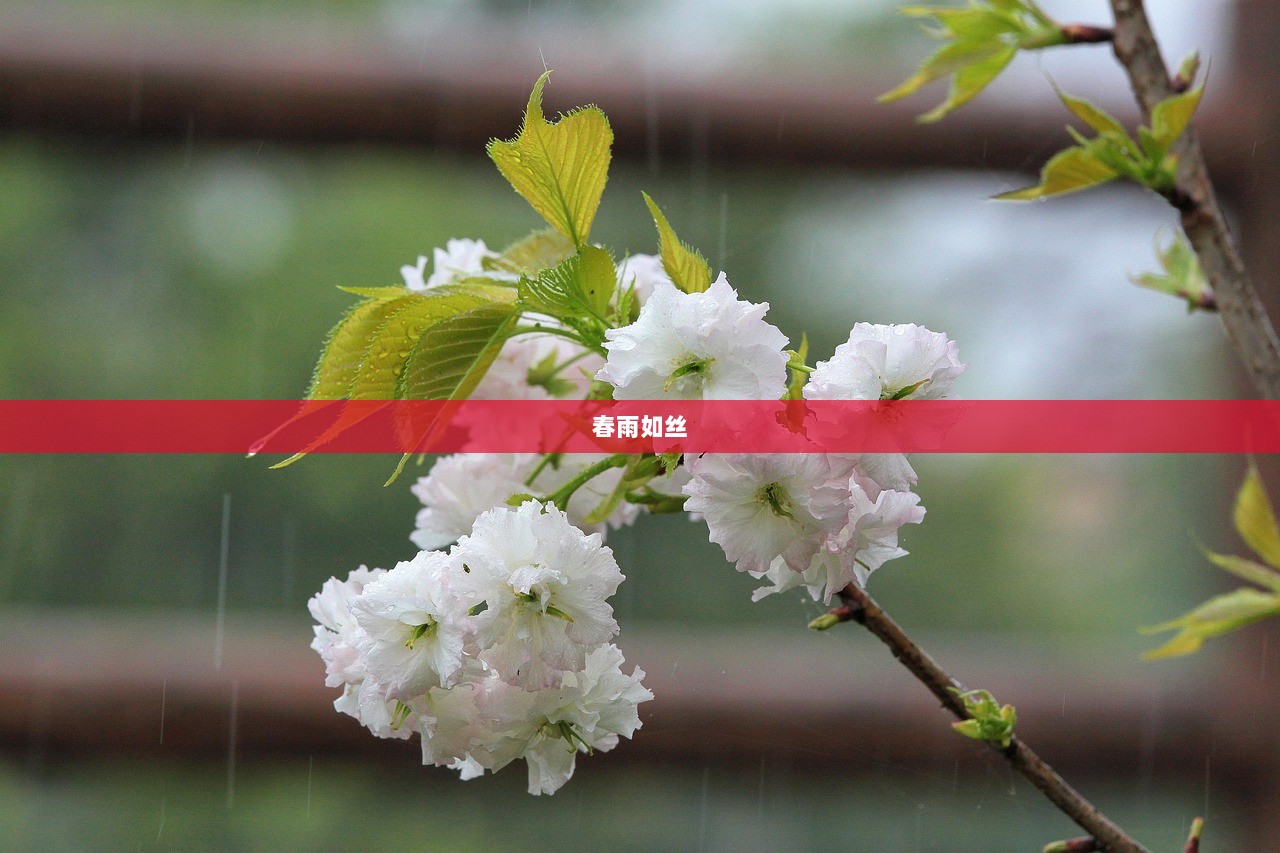 春雨如丝