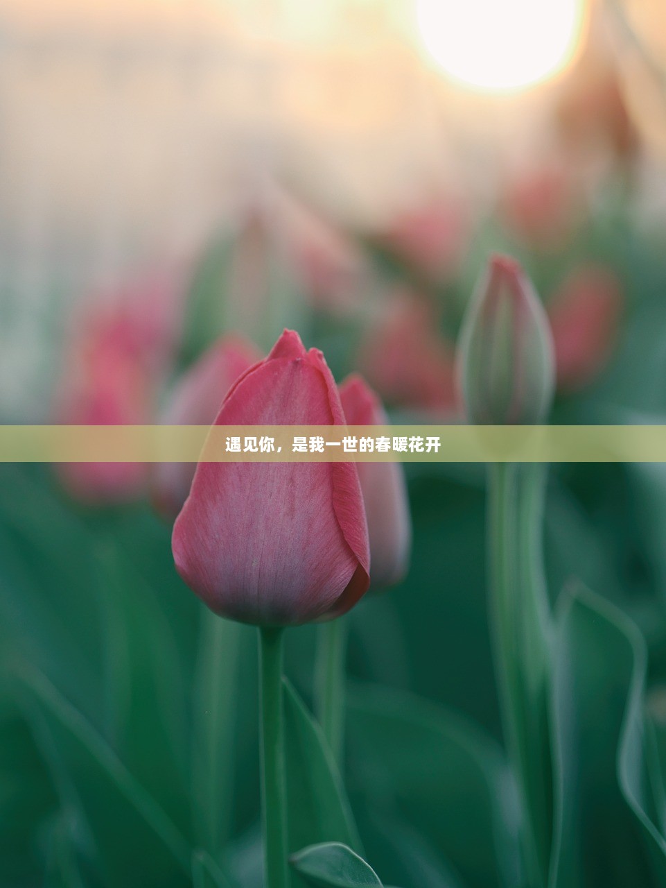遇见你，是我一世的春暖花开