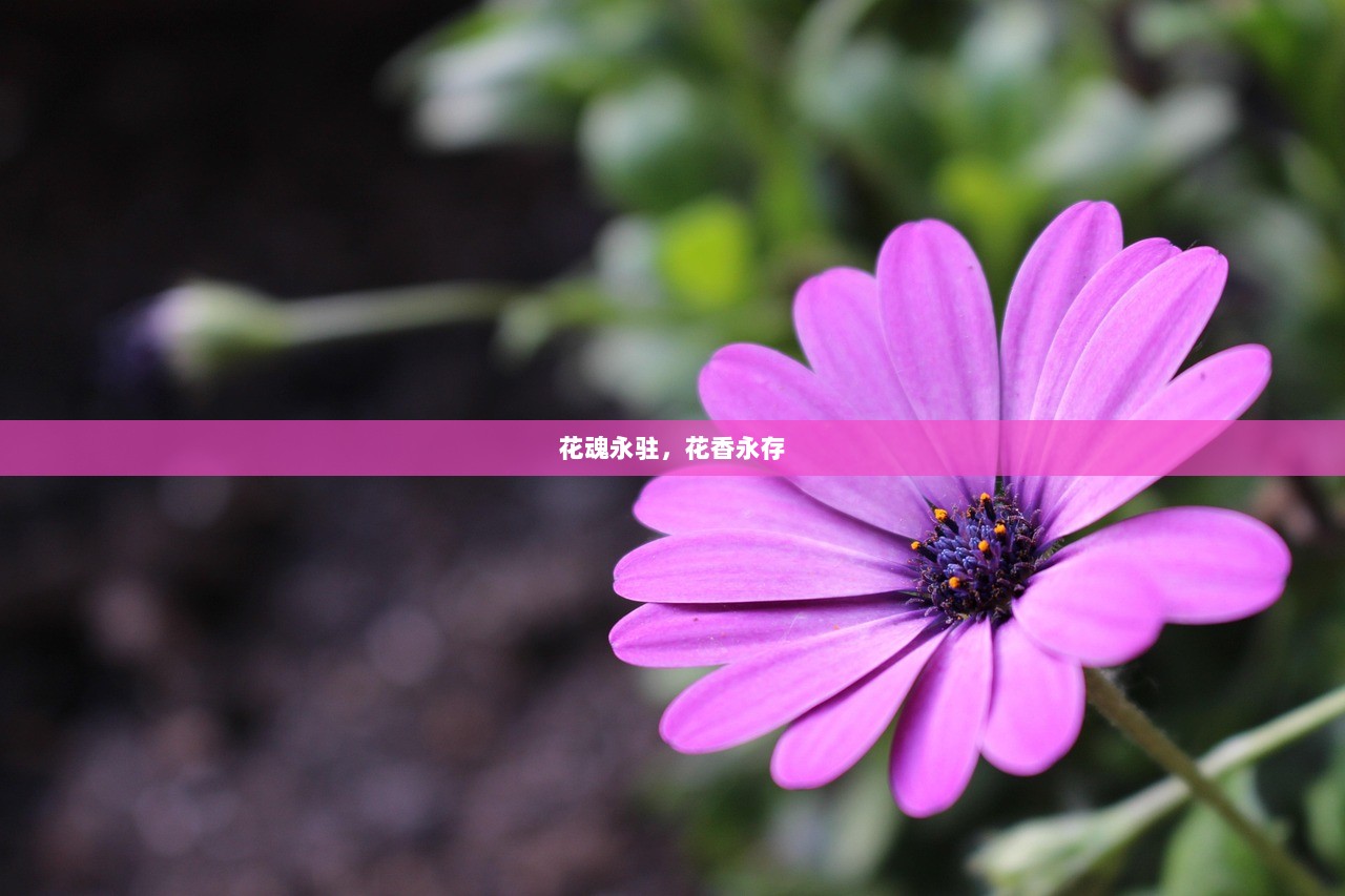 花魂永驻，花香永存