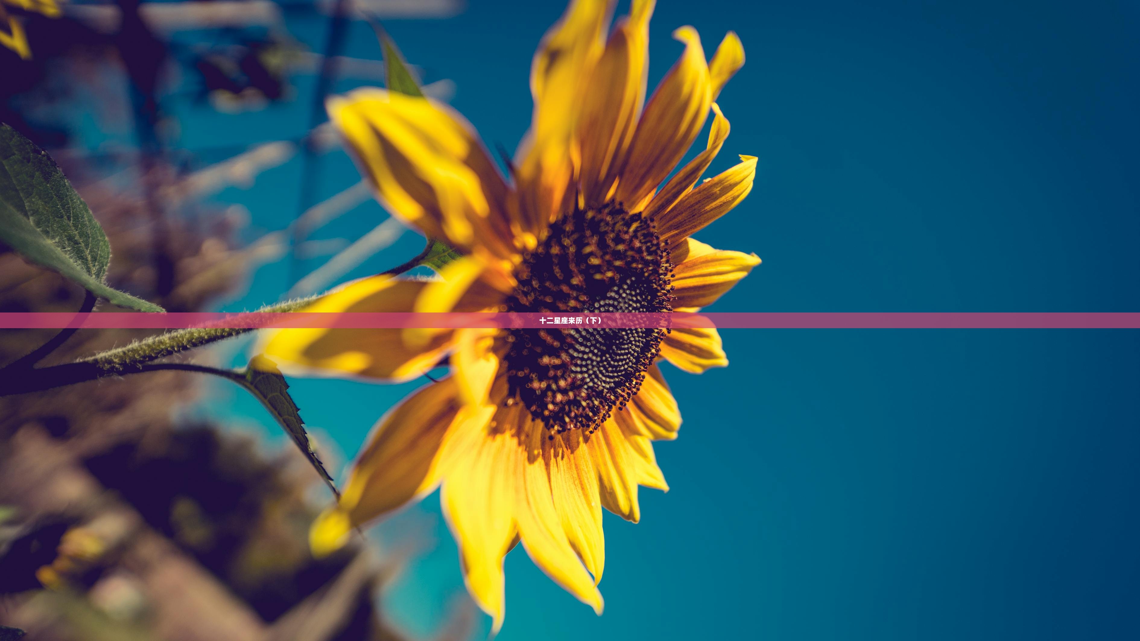 十二星座来历（下）