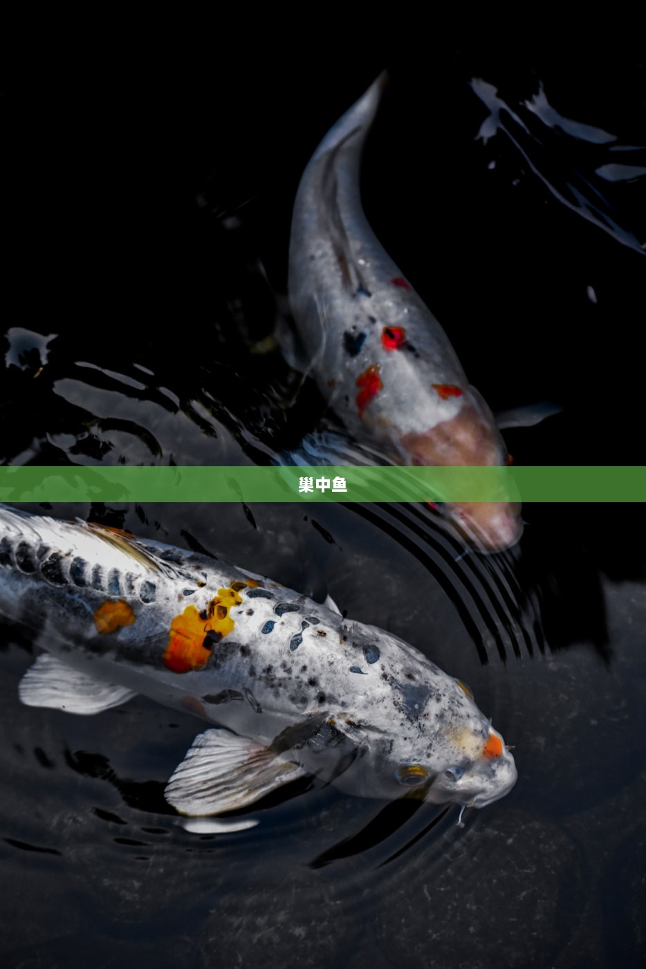 巢中鱼
