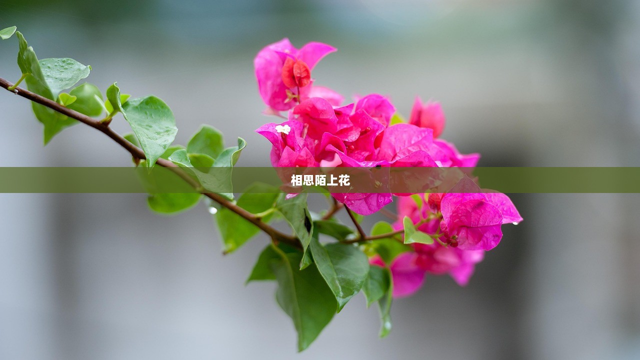 相思陌上花