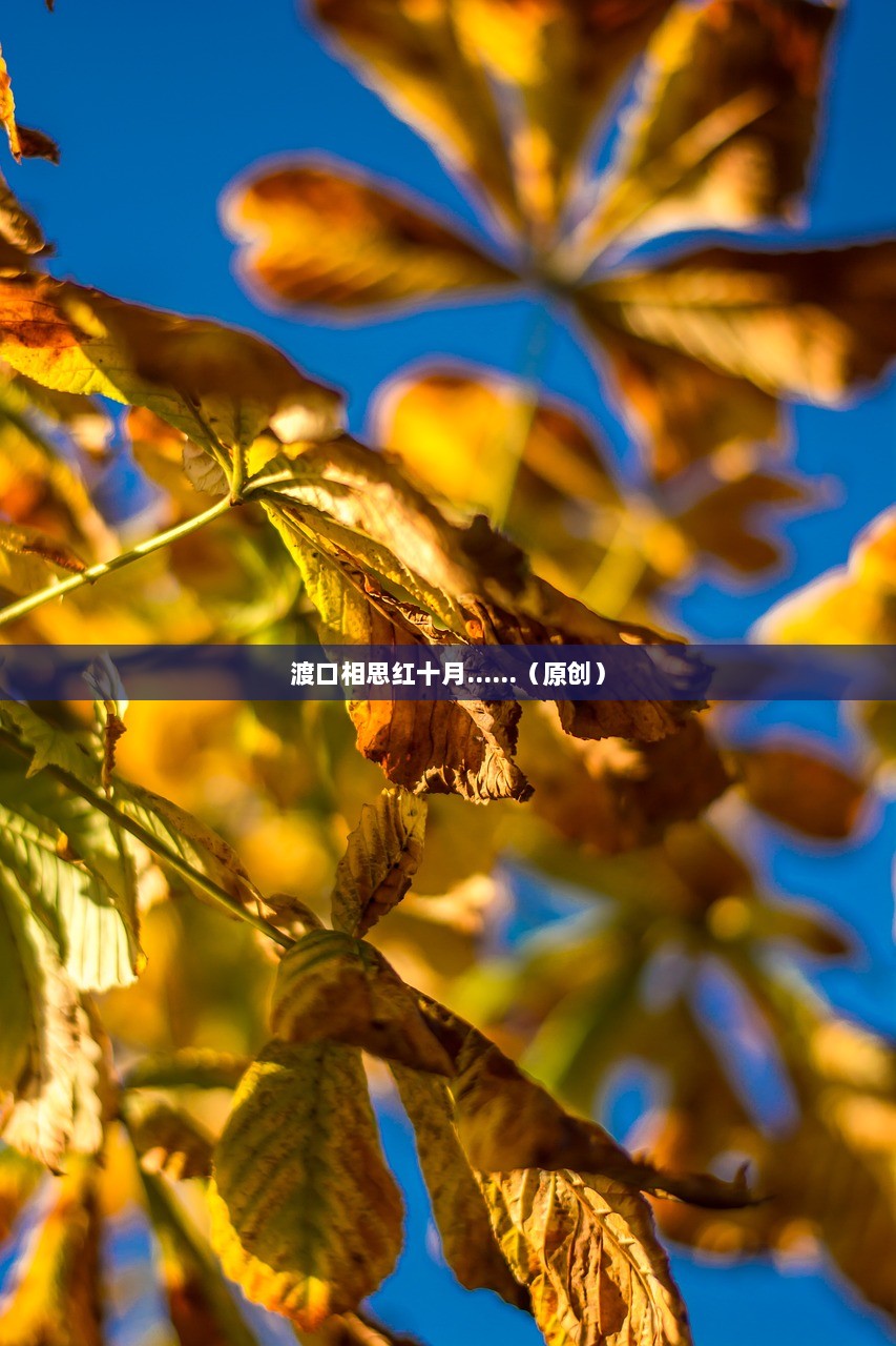 渡口相思红十月......（原创）