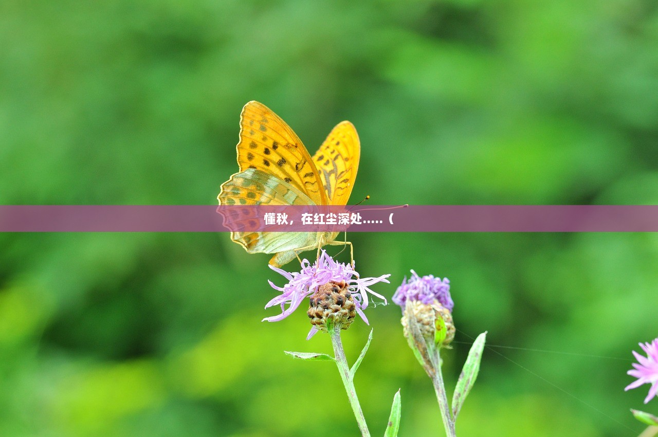 懂秋，在红尘深处.....（
