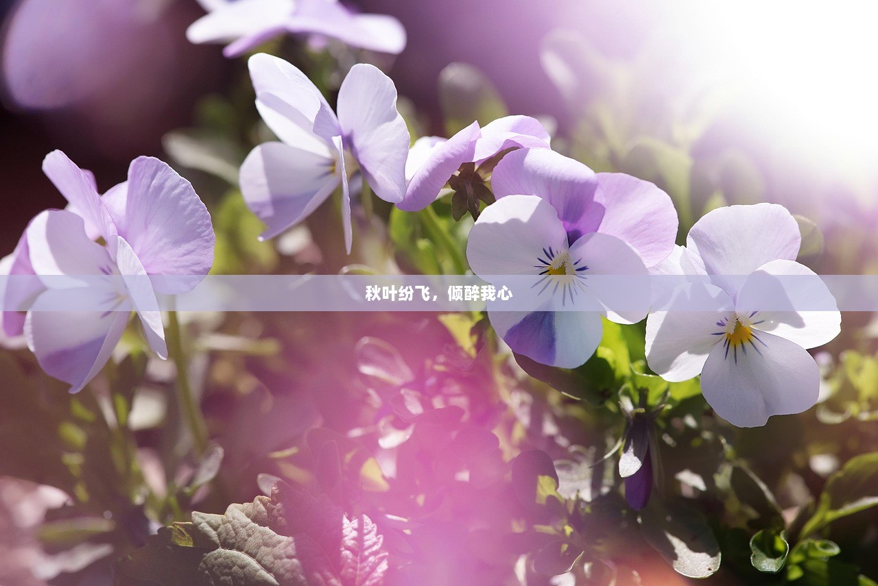 秋叶纷飞，倾醉我心  第1张