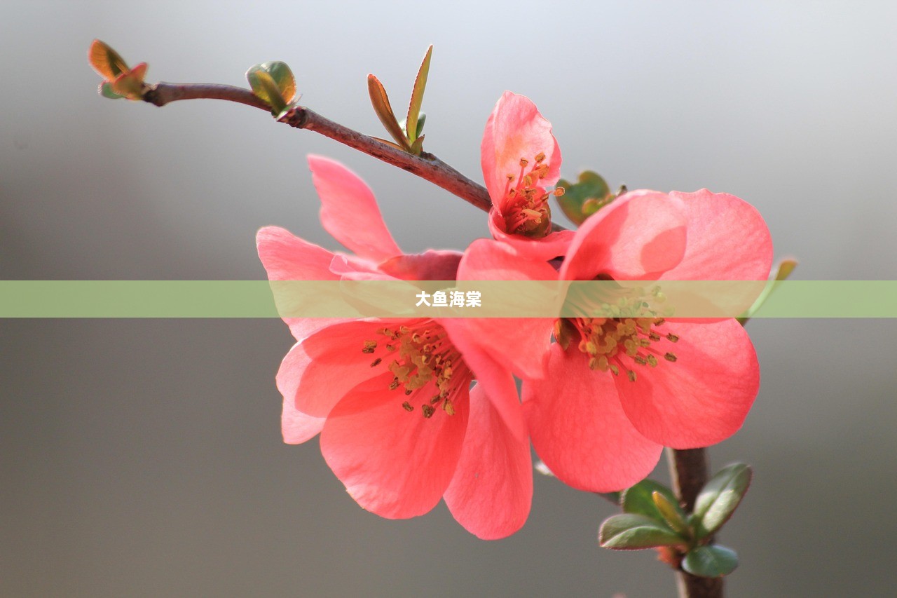 大鱼海棠  第1张