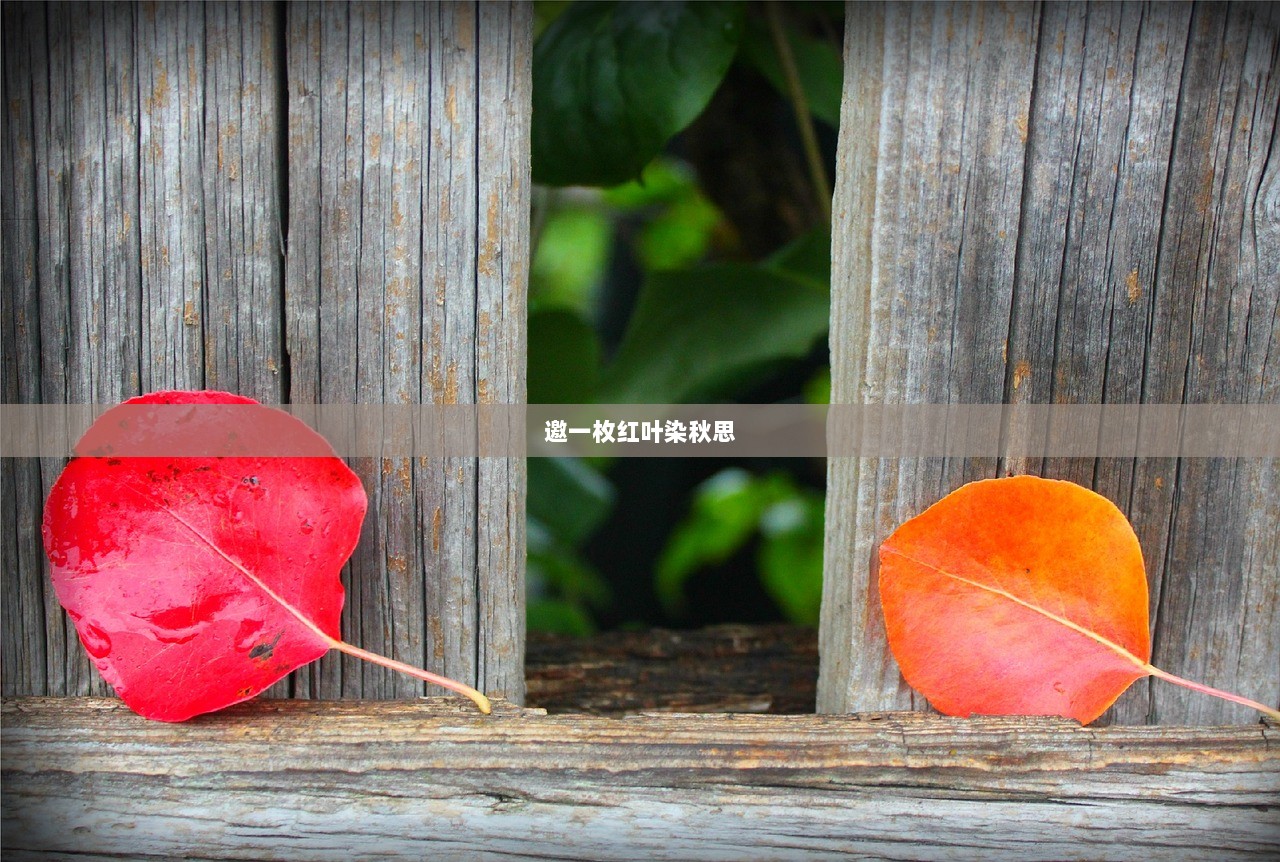邀一枚红叶染秋思