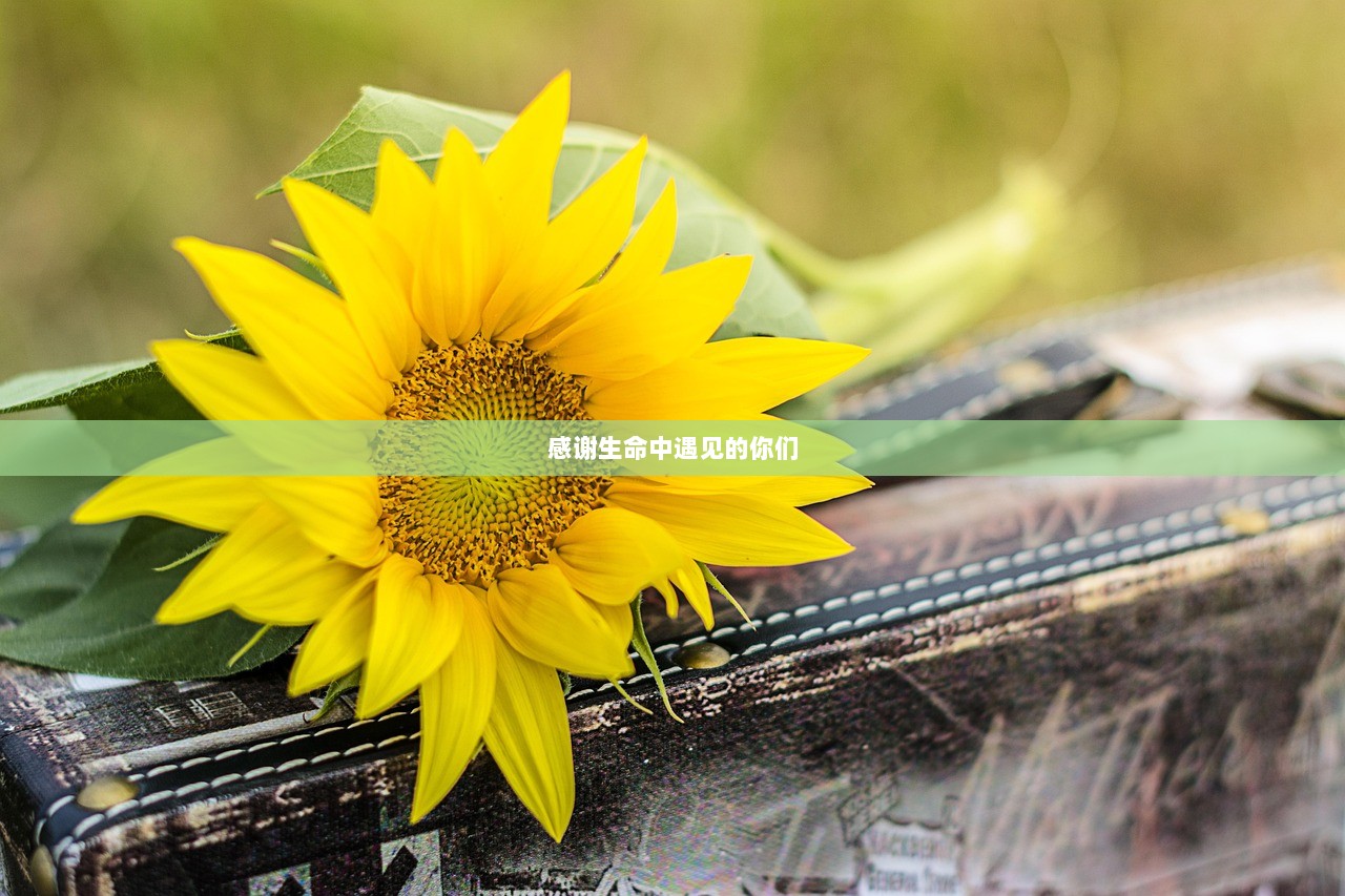 感谢生命中遇见的你们  第1张