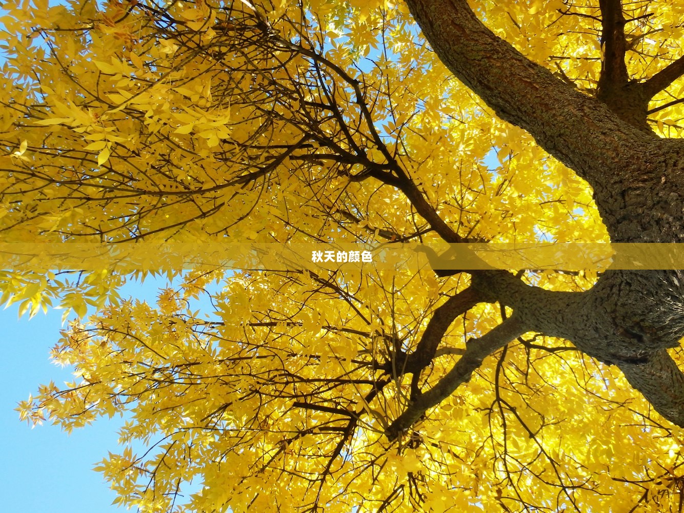 秋天的颜色