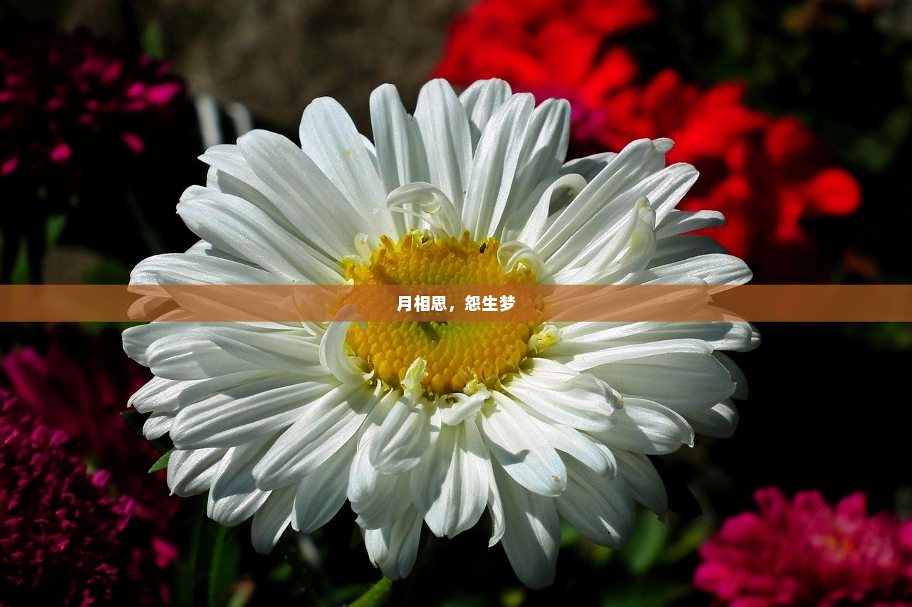 月相思，怨生梦