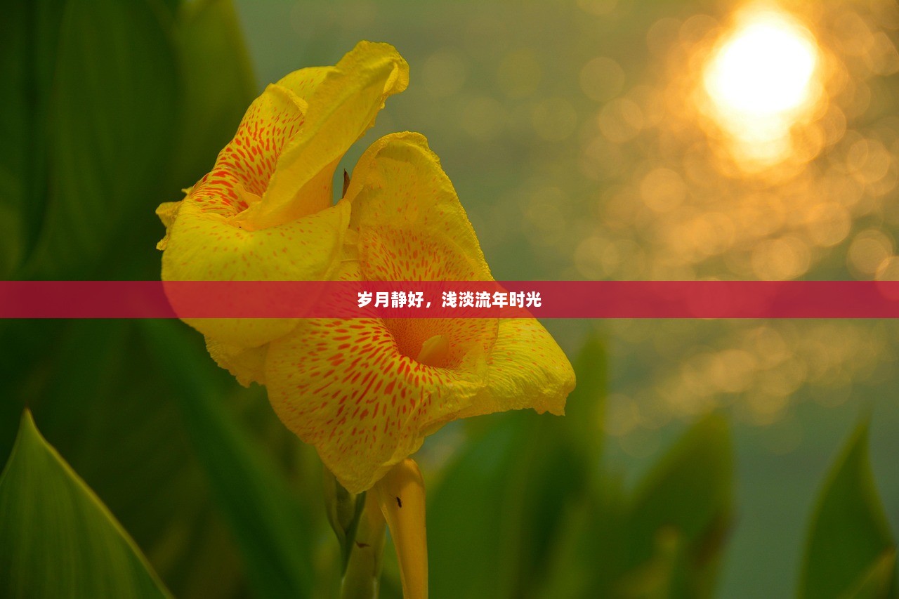 岁月静好，浅淡流年时光