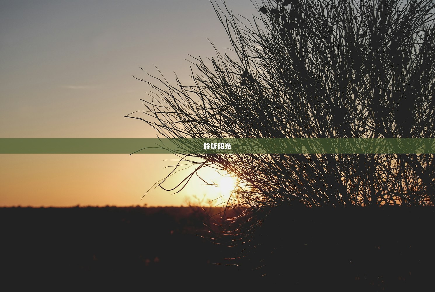 聆听阳光