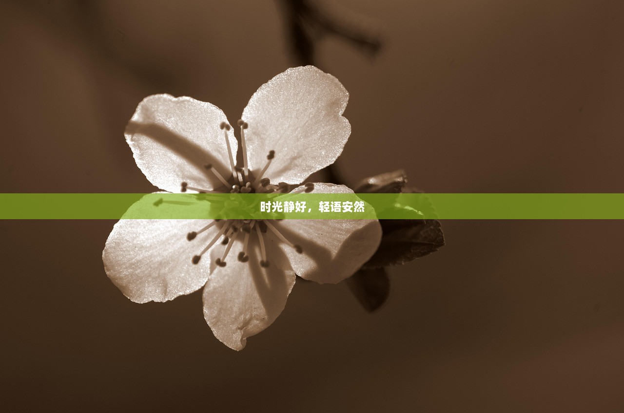 时光静好，轻语安然
