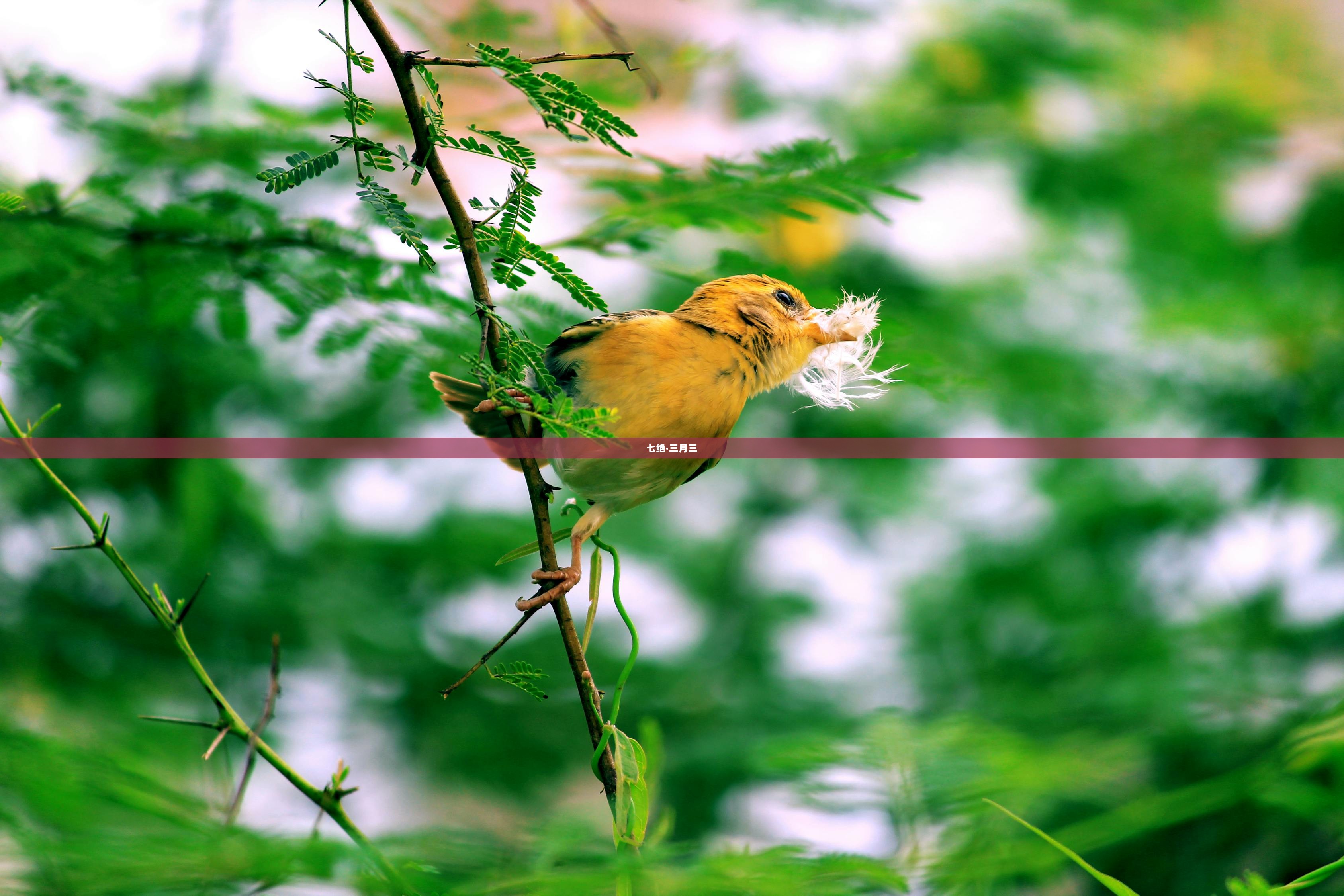 七绝·三月三