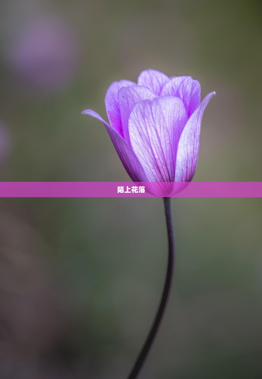 陌上花落