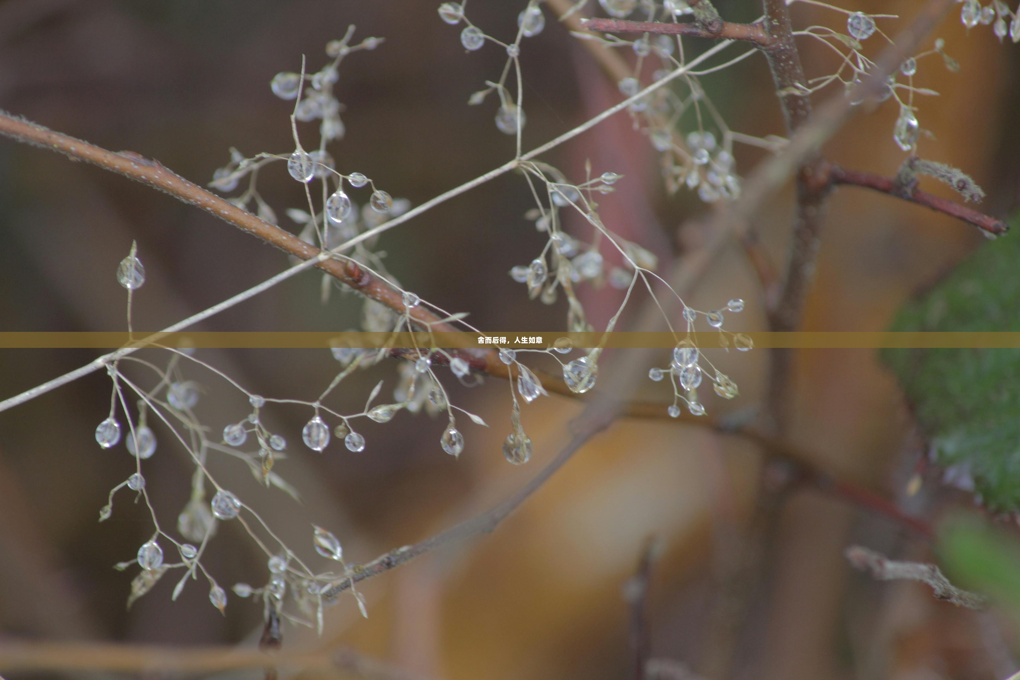 舍而后得，人生如意