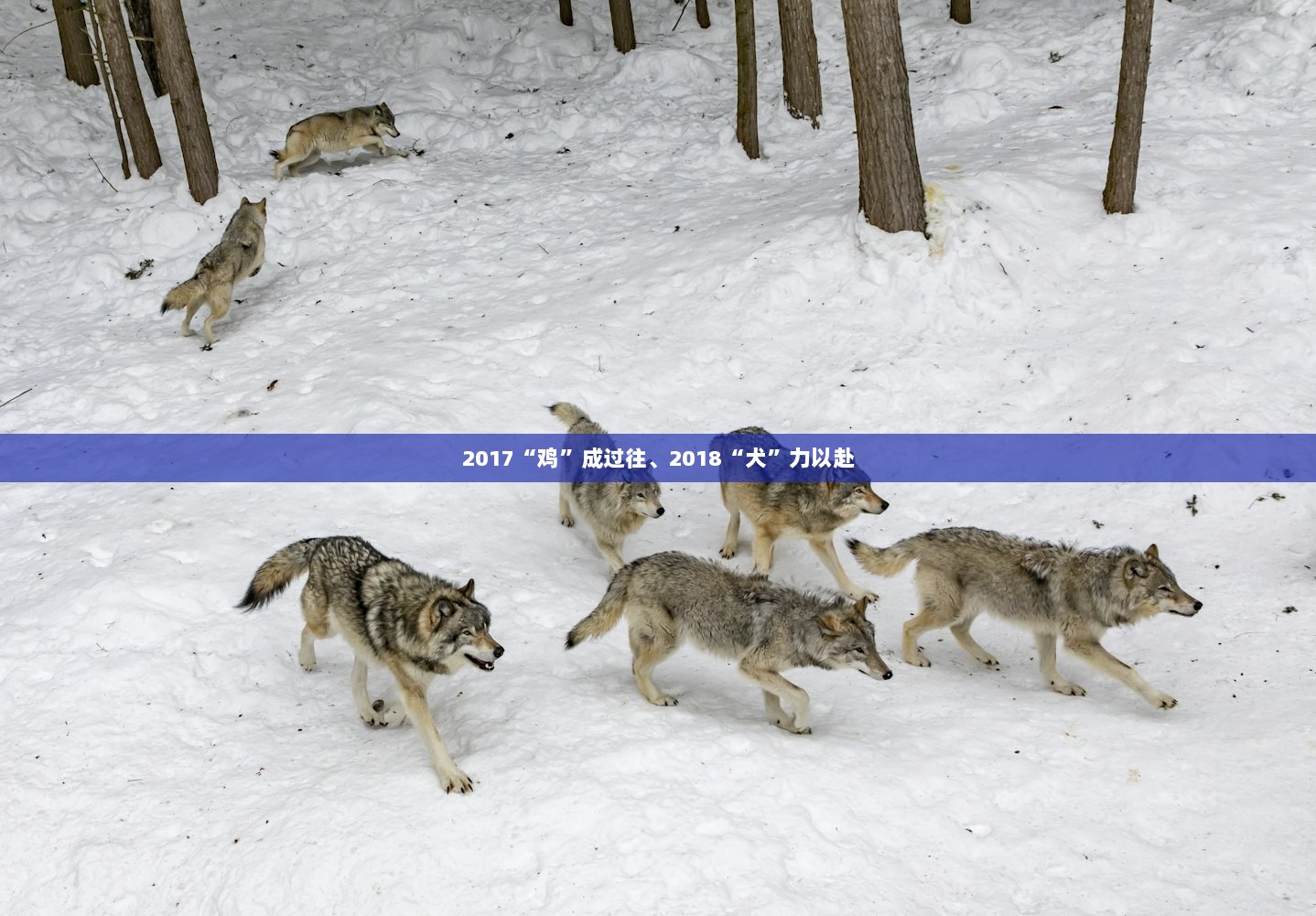 2017“鸡”成过往、2018“犬”力以赴