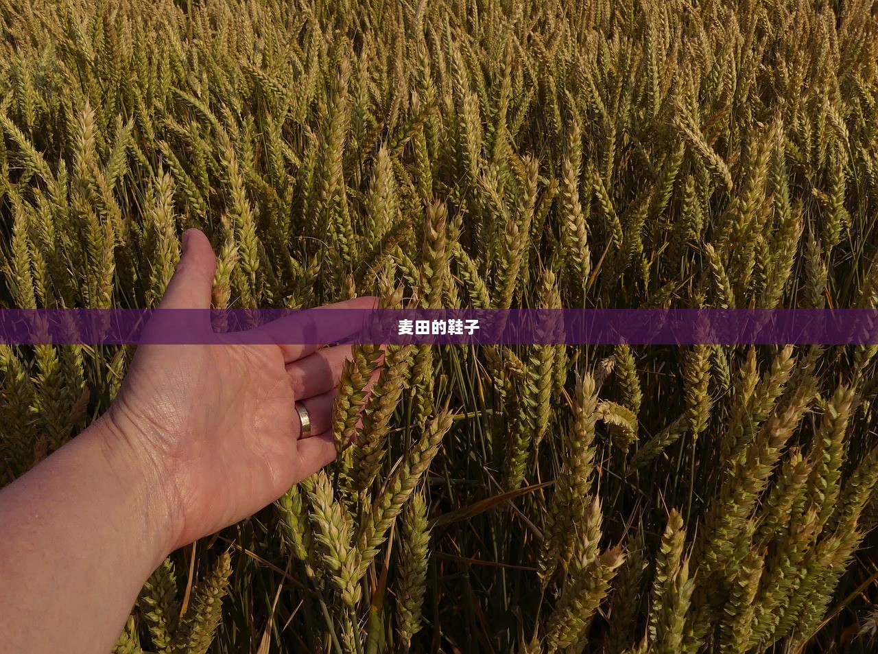 麦田的鞋子