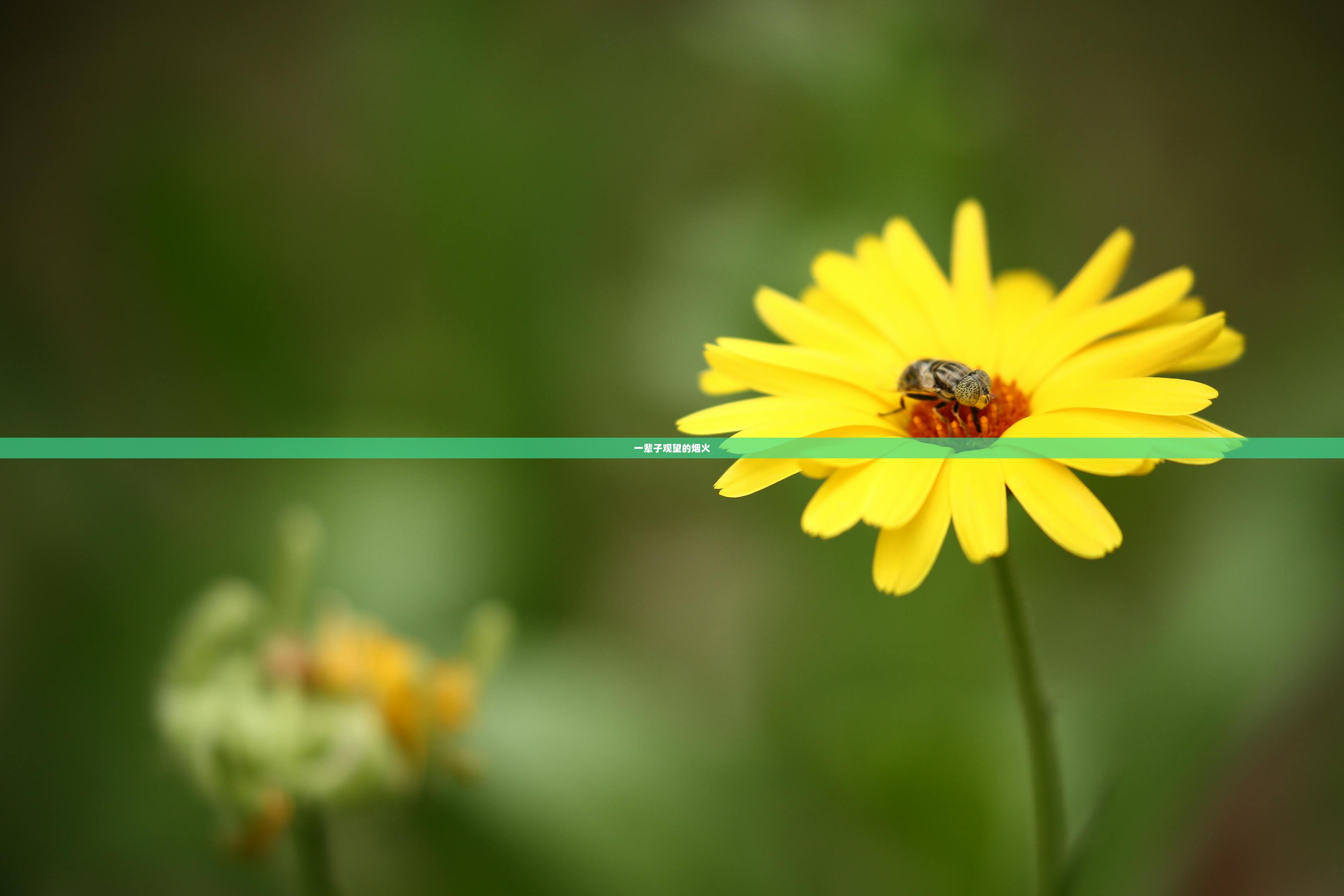 一辈子观望的烟火  第1张