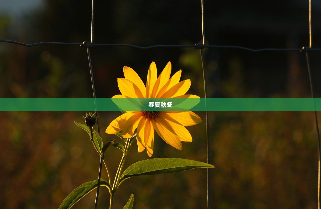 春夏秋冬 第1张 春夏秋冬 第1张