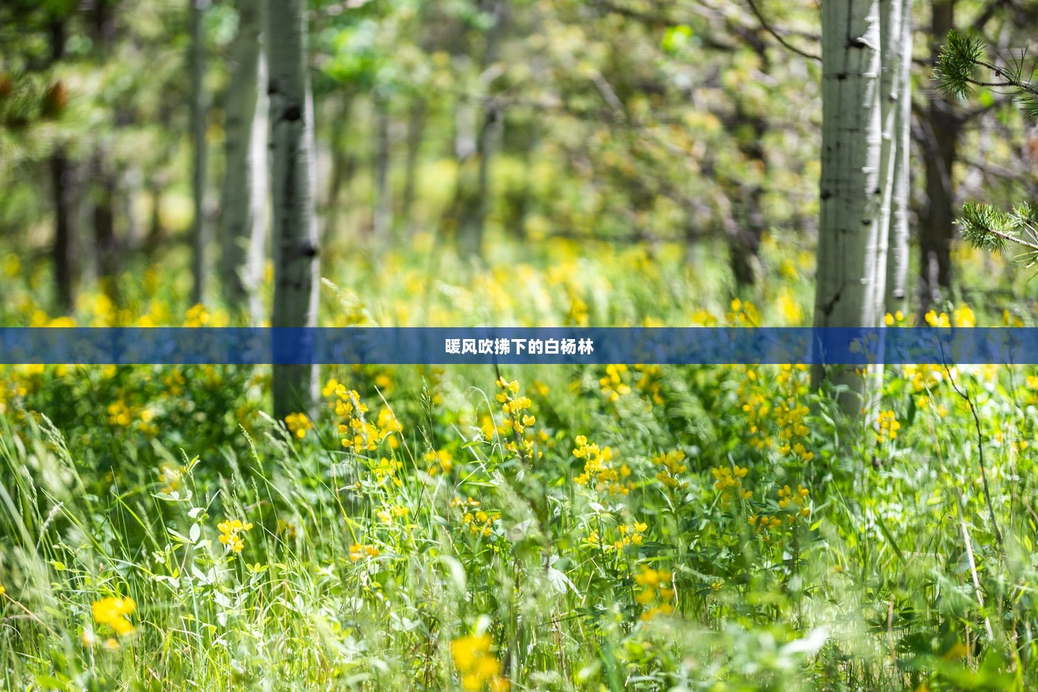暖风吹拂下的白杨林
