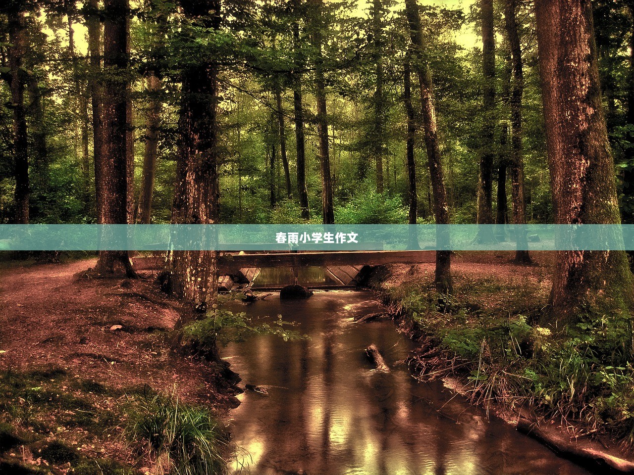 春雨小学生作文