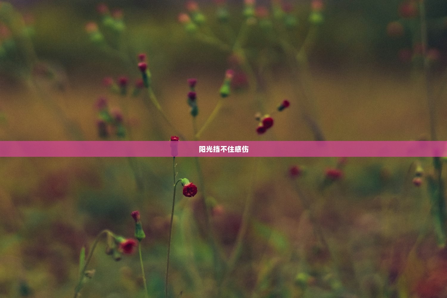 阳光挡不住感伤