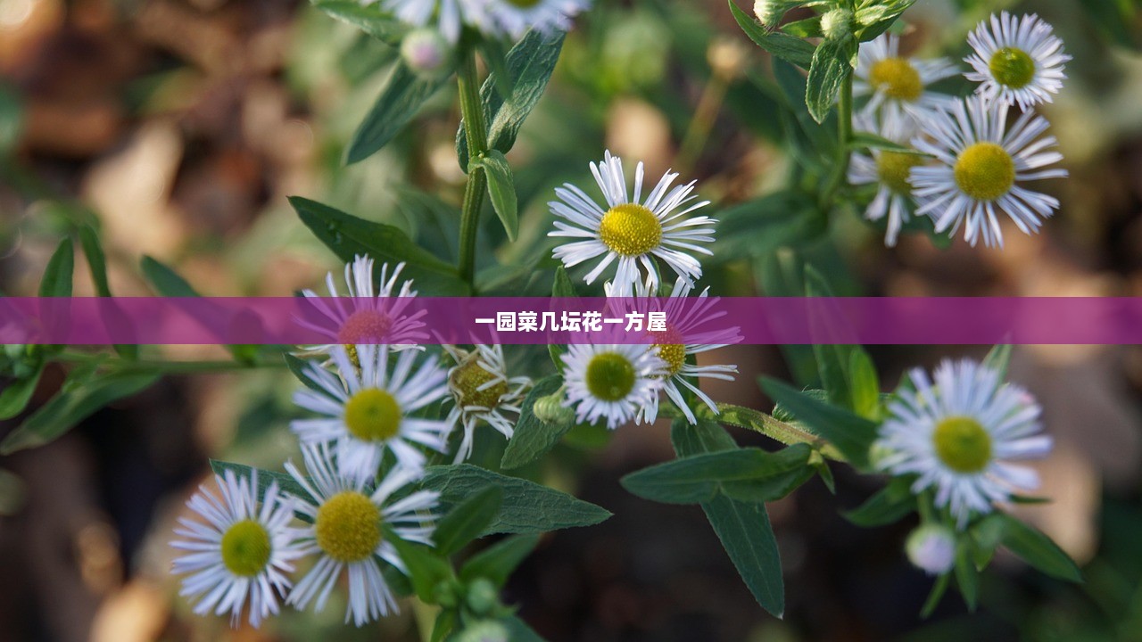 一园菜几坛花一方屋